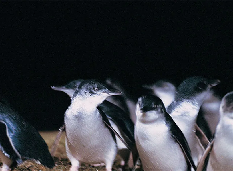 Little Penguins