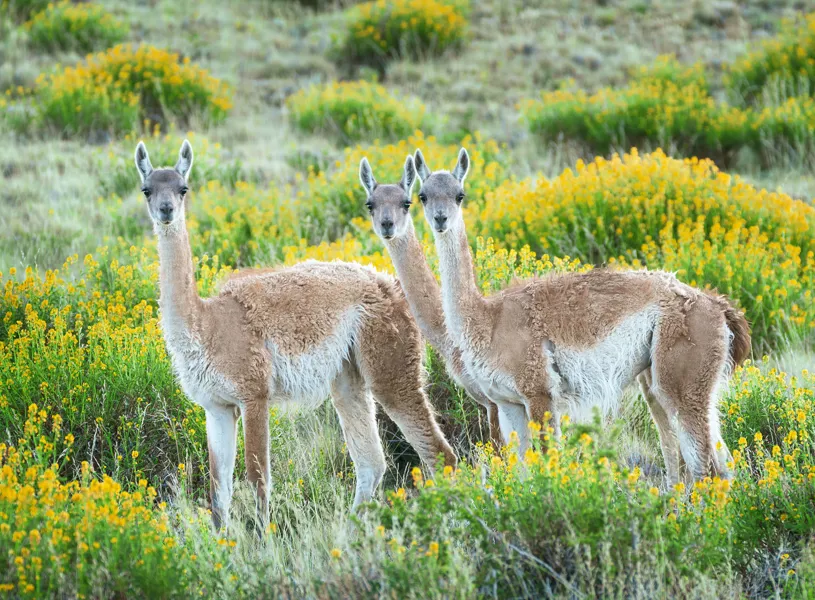 Visit Rupestre Patagonia Park, Patagonia, Puerto Natales, Chile
