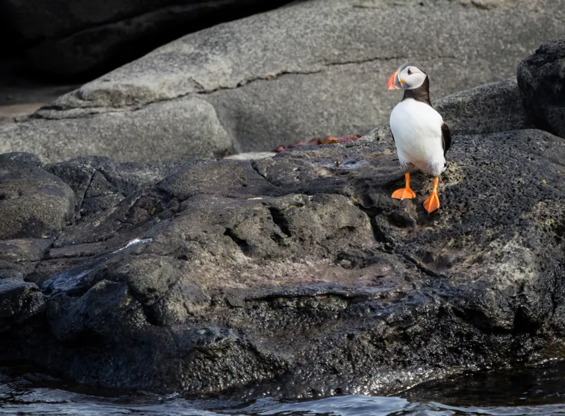 Puffin standing on rocky shore near water