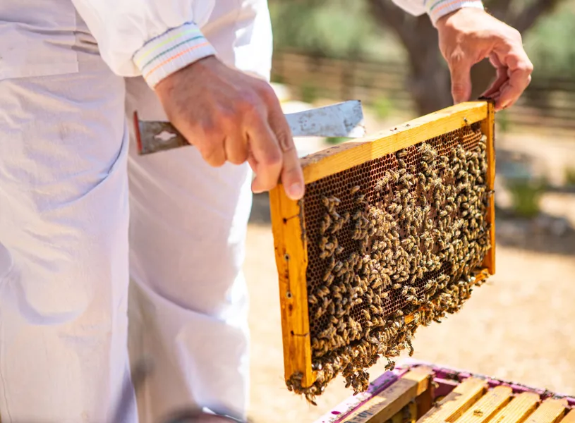 Beekeeper of Apidae, Geneva, Switzerland