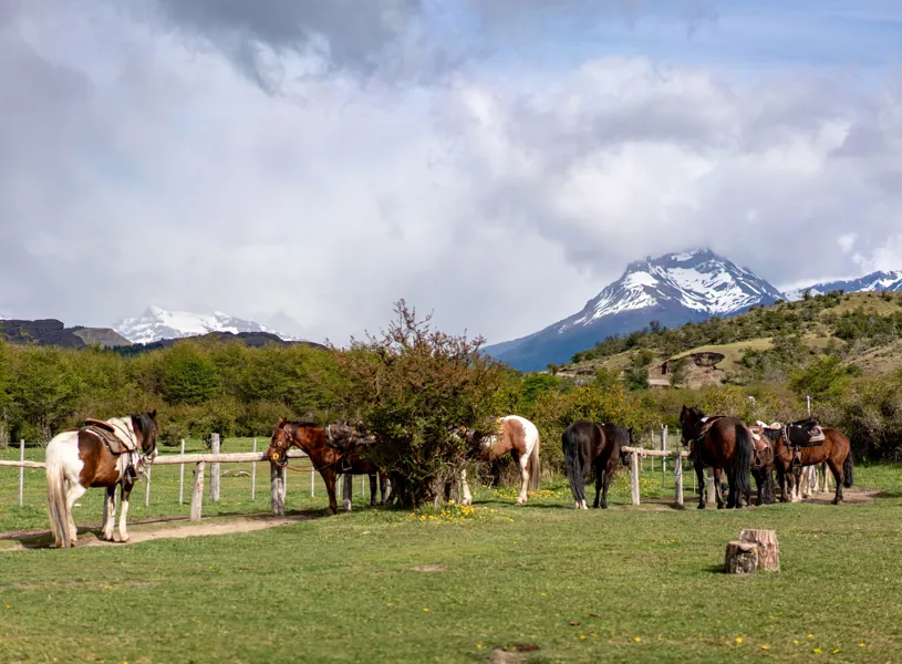 Explore Pingo Salvaje, Puerto Natales, Chile