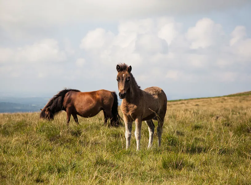 Guests enjoying a Celebration Dinner in Saltash, England
