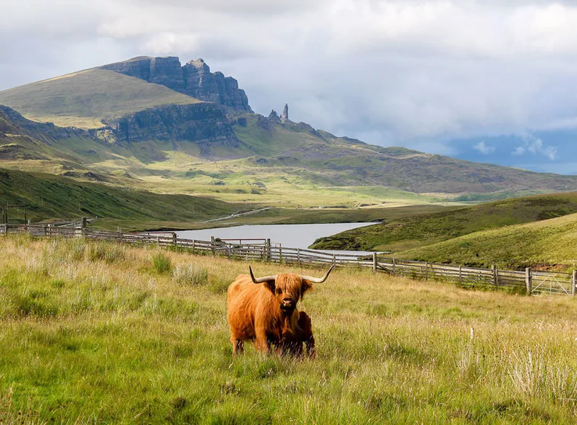Highland Cows and the Old Man Of Storr, Isle Of Skye, Scotland