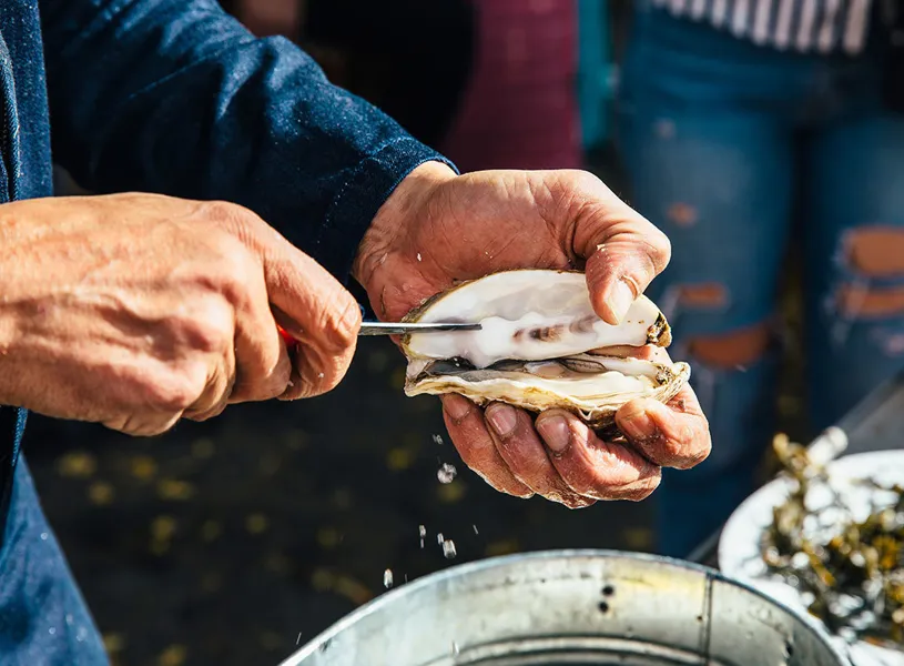 Meet An Oyster Farmer, Ston, Croatia