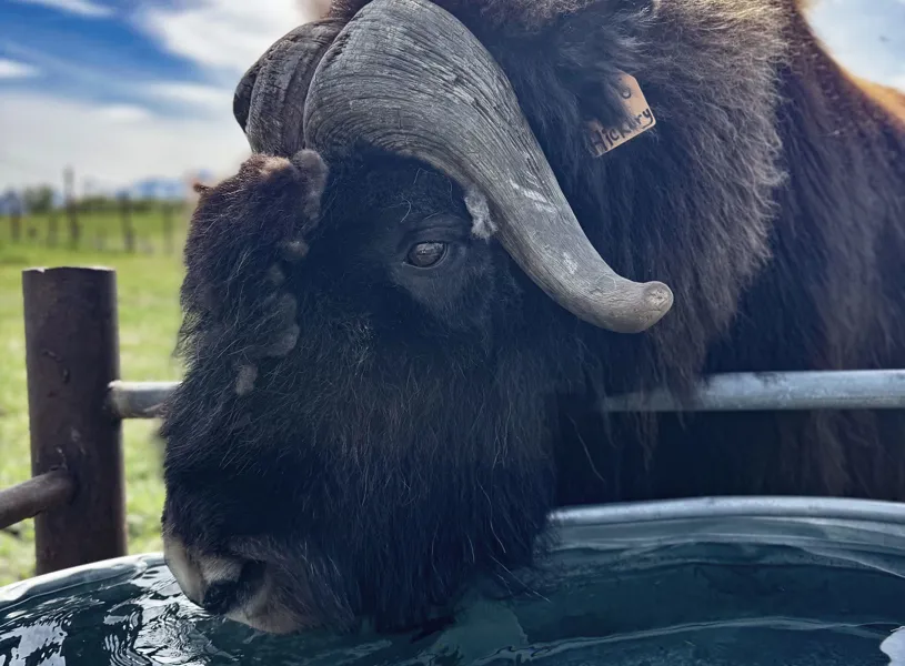 Oxen drinking on Musk Ox Farm, Valdez, Alaska, USA