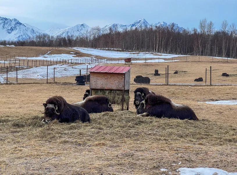 Oxen laying down on Musk Ox Farm, Valdez, Alaska, USA