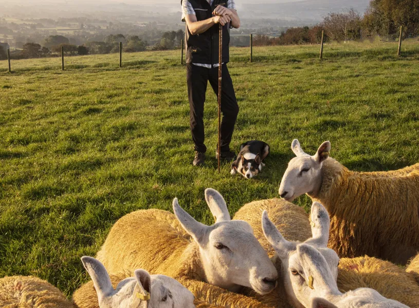 Farmer standing in green pasture with sheep and sheepdog at Glenshane Country Farm