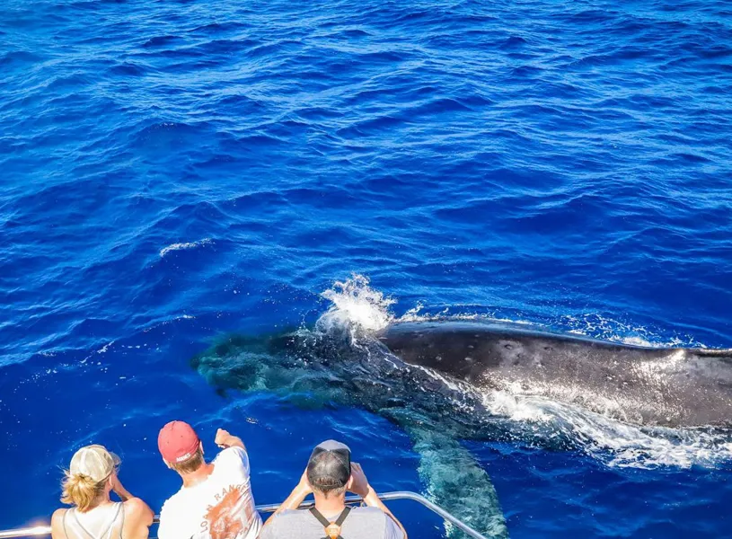 Teralani premium whale watch, Maui, Hawaii, USA