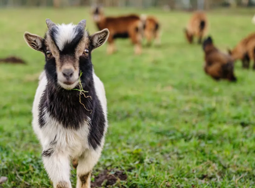 Close up of a Goat in Tatton Park in Knutsford, England