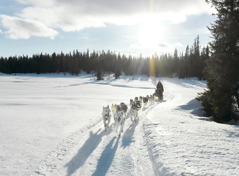 Dog Sled
