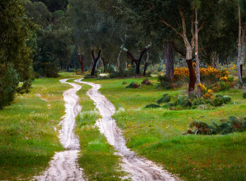 Cork trees Evora Alentejo Country Raods Portugal