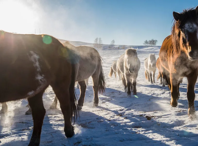 Horses Grazing In Pasture In Winter Ivalo Finland Northern Lights Scandinavia 