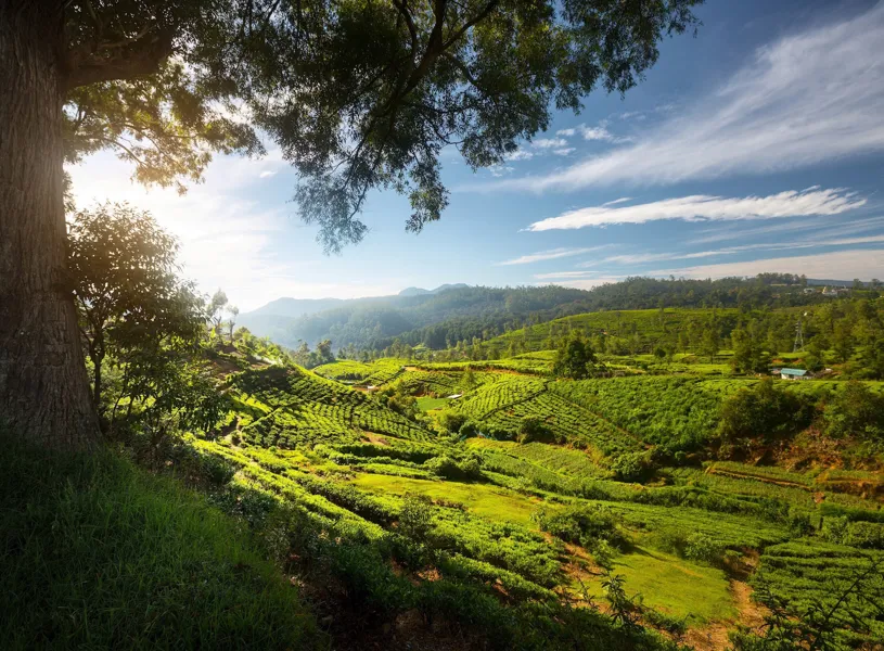 Tea plantation, Nuwara Ellia, Sri Lanka