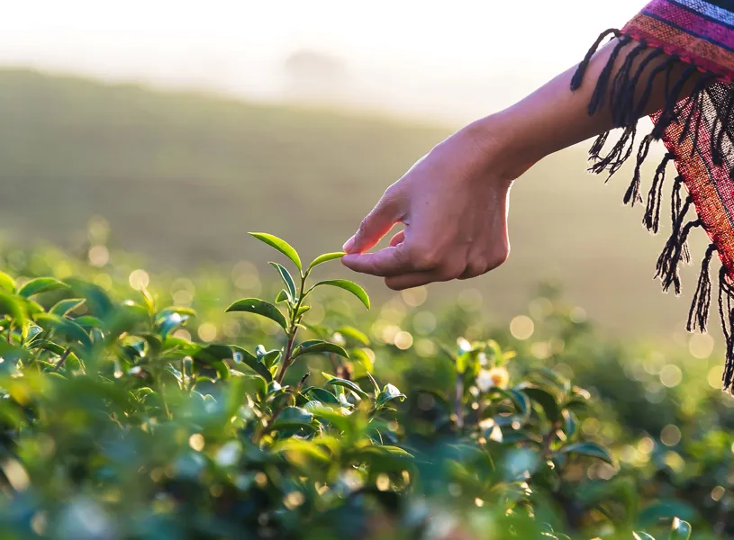 Tea Plantation Visit in Nuwara Eliya, Sri Lanka