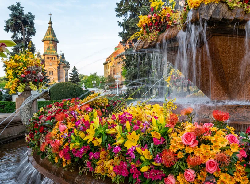 Colourful flower arrangements around fountain with Orthodox Cathedral in Timișoara background