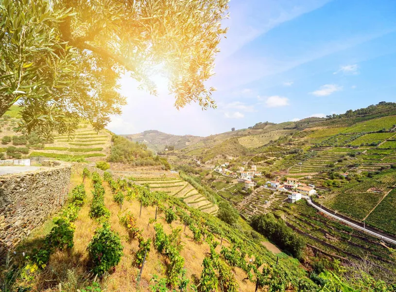 Travel past the grape vine terraces of the Douro Valley, Portugal