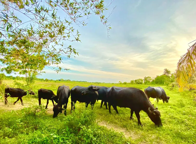 Buffalo at local farm visit, Tissamaharama, Sri Lanka