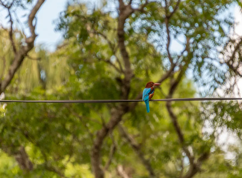 Sri Lankan White Throated Kingfisher Anuradhapura Sri Lanka