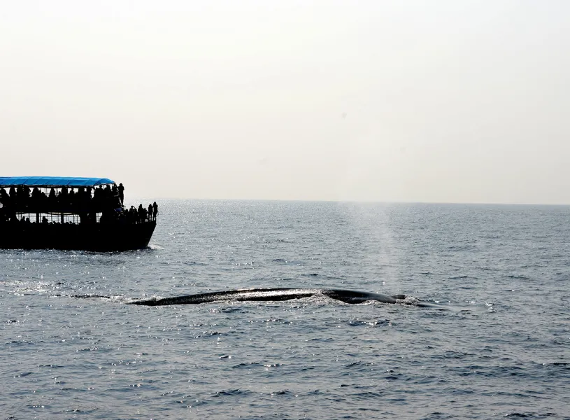 Blue Whale Watching South Indian Ocean