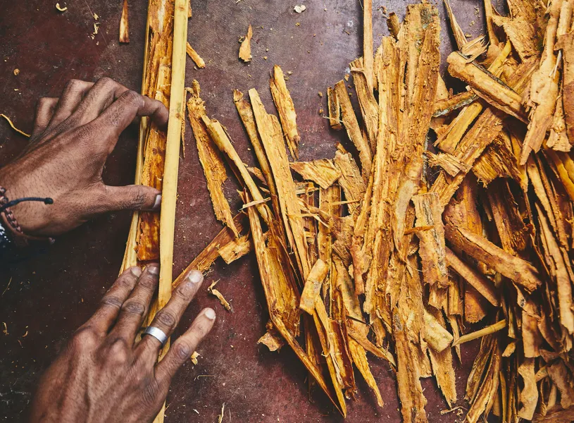 Cinnamon Preperation Sri Lanka 