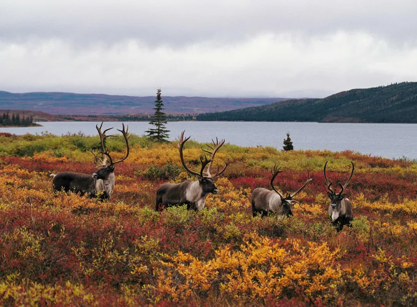Learn about the Flora and Fauna of Denali National Park, USA