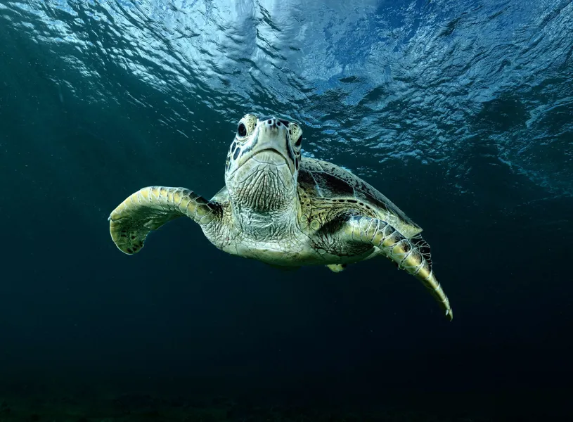 Turtle Swimming Hikkaduwa Galle Sri Lanka
