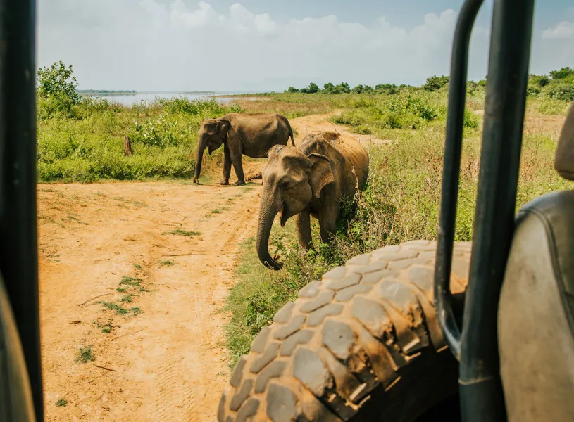 Asian elephants, Tissamaharama, Sri Lanka