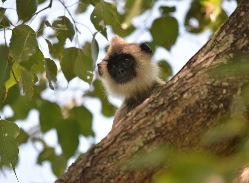 Monkey in the trees, Yala, Sri Lanka