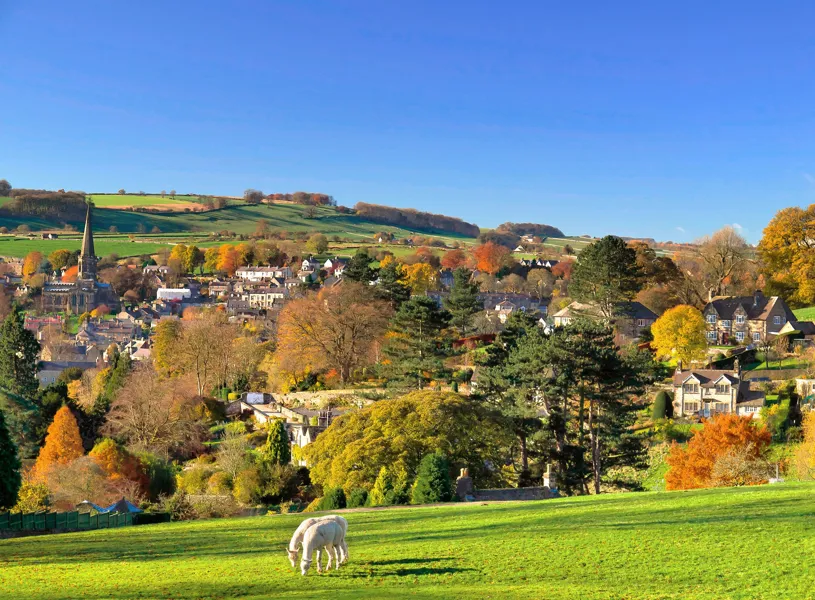 Two llamas grazing in the Peak District, England