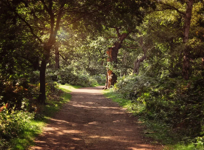 Sherwood Forest path with sunlight in Nottinghamshire, England