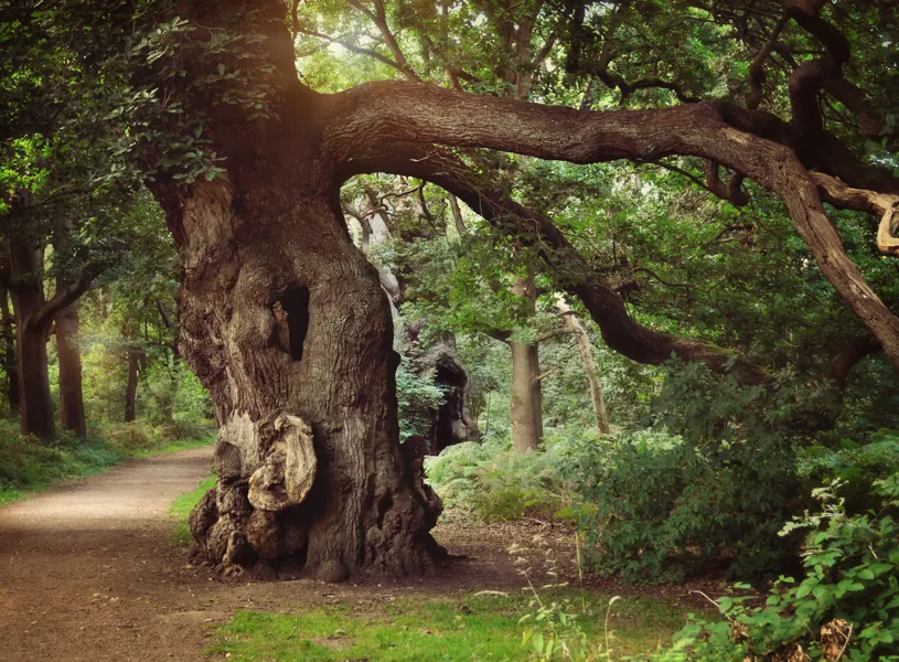 Old Oak tree in Sherwood Forest, Nottinghamshire, England