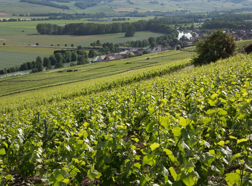 Vineyard hillside with grapevines and distant village in Hautvillers, Epernay, France