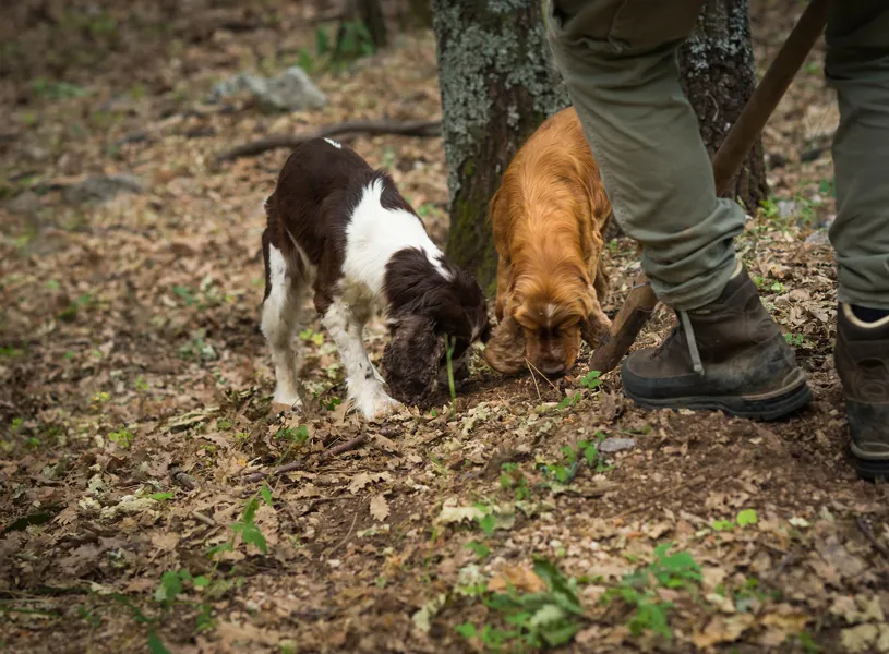 Truffle Hunting Italy