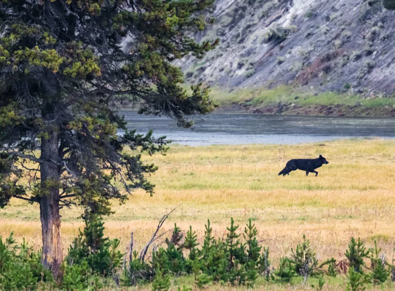 Black wolf, Yellowstone National Park, Wyoming, USA
