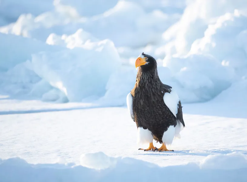 Sea eagle on drift ice on a sunny day, Hokkaido, Japan