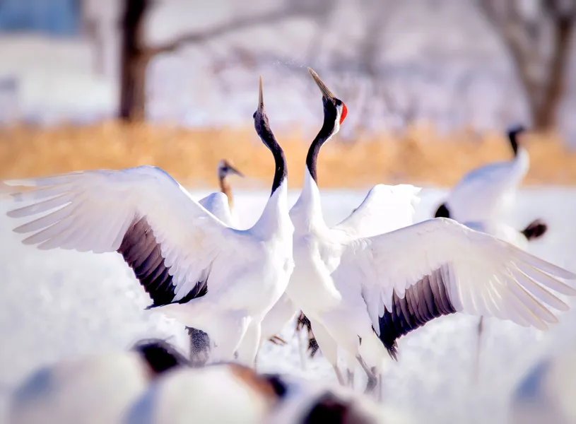 Japanese Cranes Dancing on the snow, Sapporo, Hokkaido, Japan
