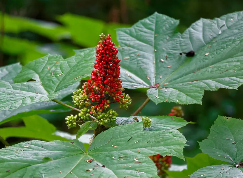Indigenous Plants Tour in Juneau, Alaska, USA