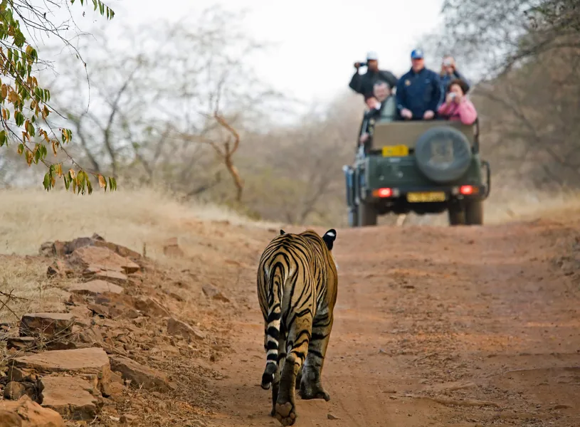 Tiger Walking Rajasthan India 