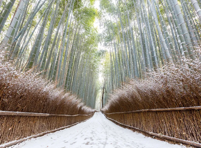 A snowy path through bamboo forest, Kyoto, Japan