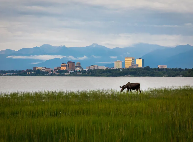 Moose at Anchorage, Alaska, USA