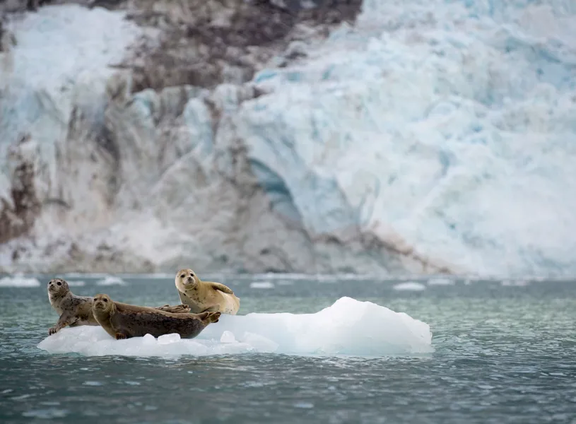 Harbor Seals Sit on an Ice Flow in Anchorage, Alaska, US