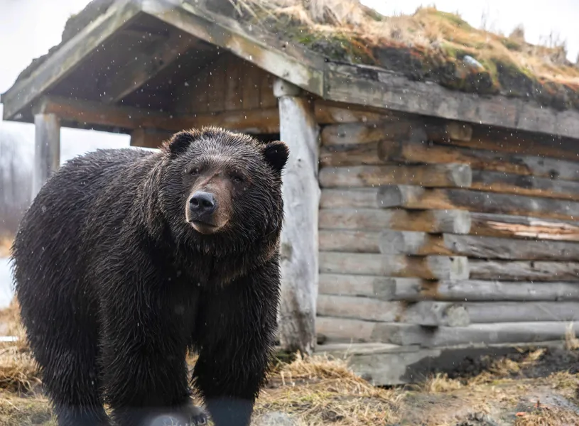Talkeetna Alaskan Lodge, Talkeetna, Alaska, USA