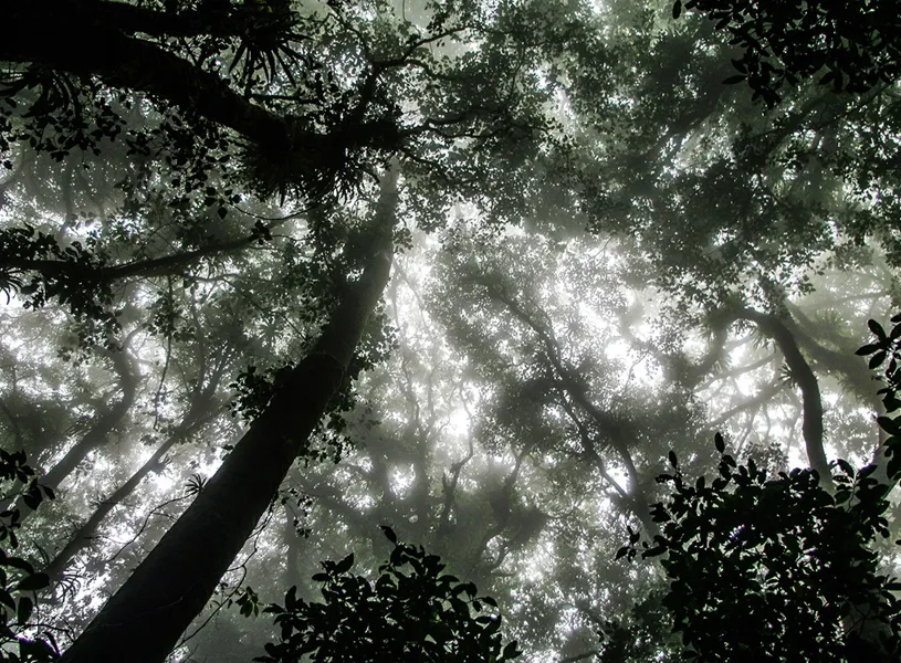 Monteverde Cloud Forest Night Walk, Monteverde, Costa Rica