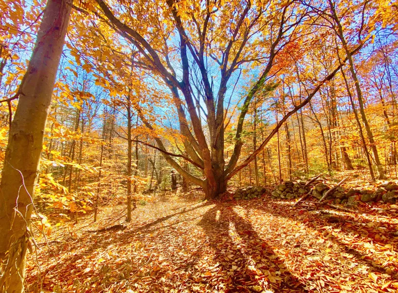 Daytime forest foliage in North Conway, New Hampshire, USA