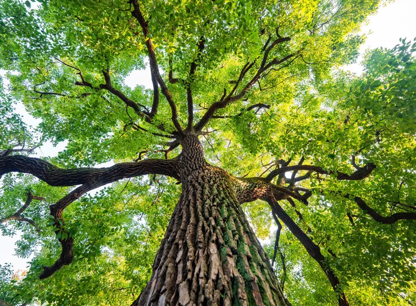 Upward view of tall tree trunk with spreading green canopy