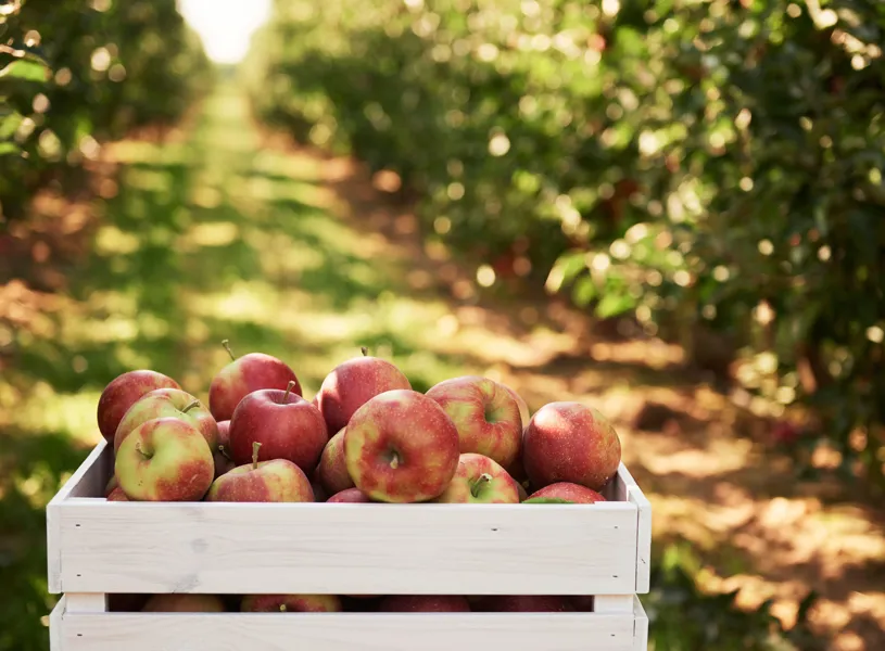 Fresh apples in wooden crate at orchard harvest scene