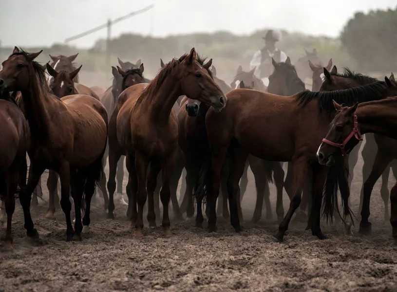 A herd of dark brown horses with a horseman of the Hungarian Plain behind them, Hungary