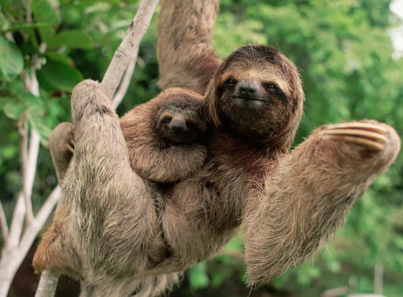 La Fortuna Guided Walk, Arenal, Costa Rica
