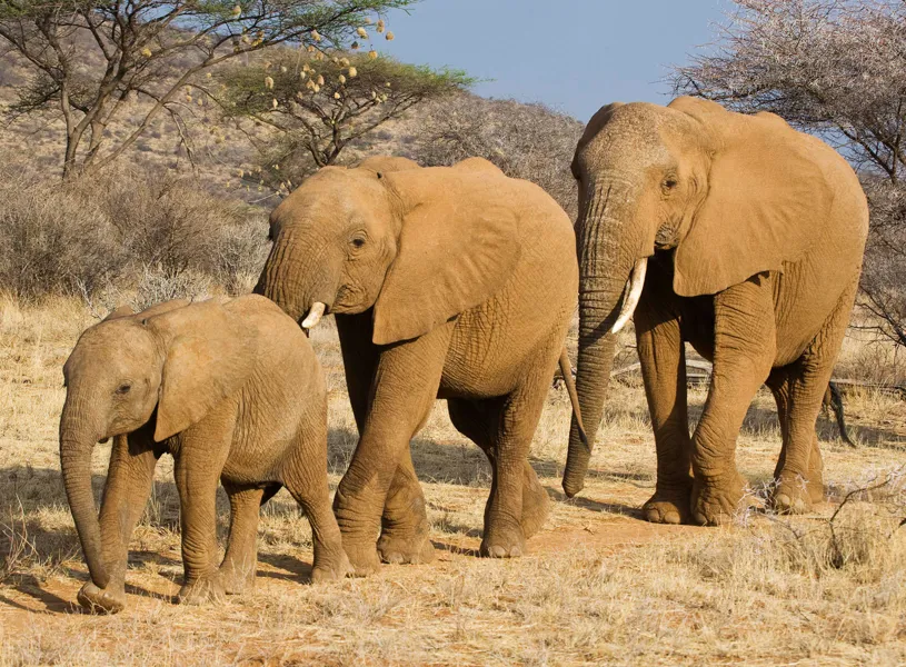 Three African elephants walking on dry savanna grassland