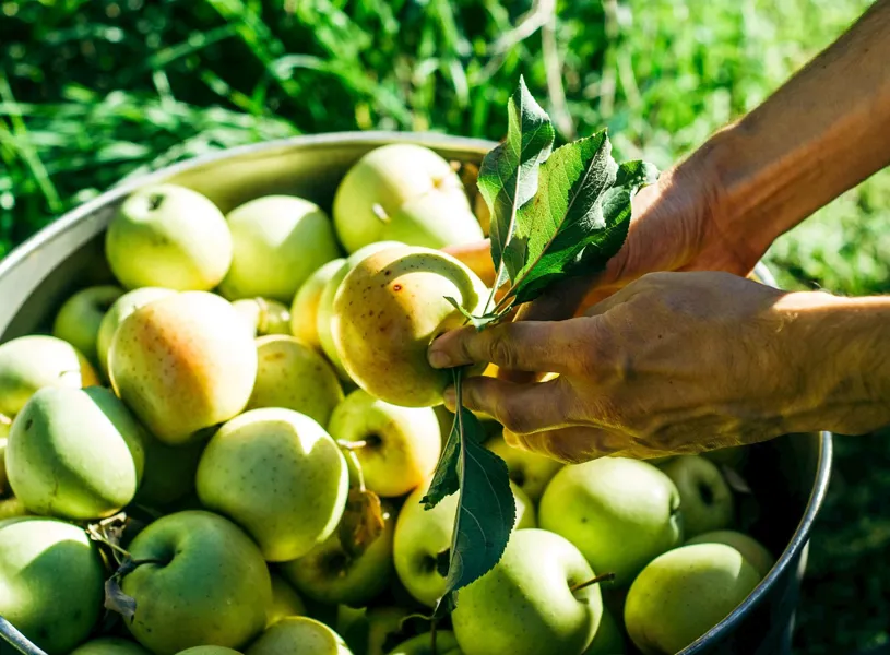 Hands picking a green apple from a basket full of freshly harvested apples